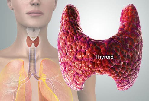 thyroid-gland-intermed-plodnost-bitola.jpg